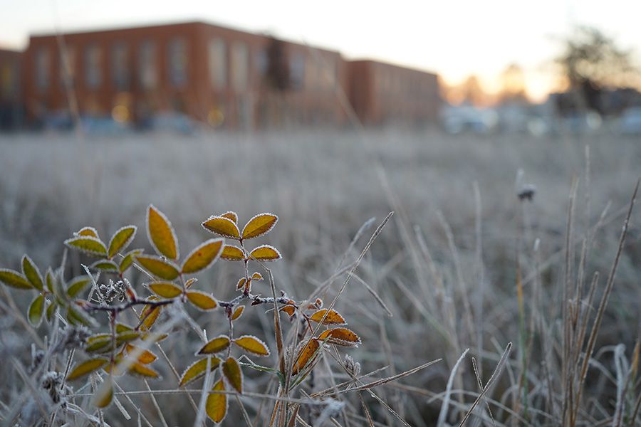 Eine Wiese mit Frost am morgen.